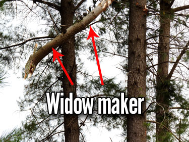 Fig 20 Always check for overhead hazards in the forest  